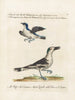 Ornithology Painting methodically digested Pl060 - Saverio Manetti — artwork view