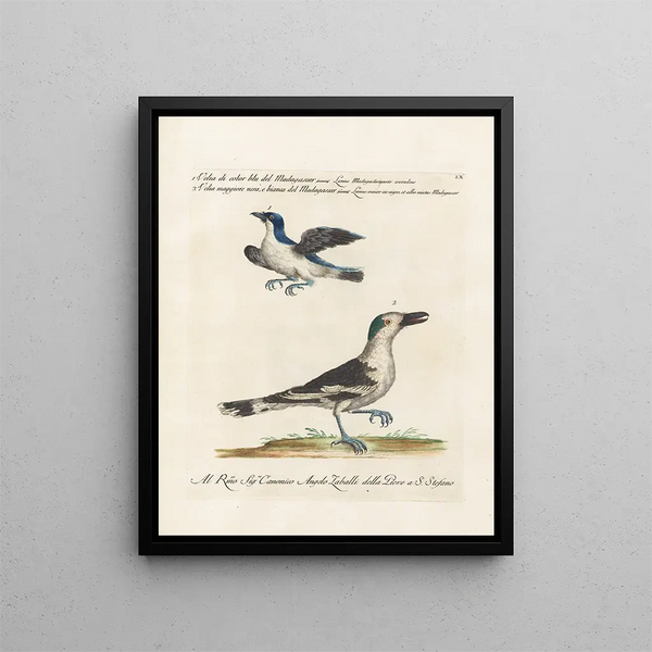 Ornithology Painting methodically digested Pl060 - Saverio Manetti — framed artwork on a wall