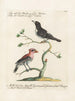 Ornithology methodically digested Pl062 - Saverio Manetti — artwork view