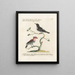 Ornithology methodically digested Pl062 - Saverio Manetti — framed artwork on a wall