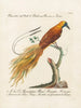 Ornithology painting methodically digested Pl063 - Saverio Manetti — artwork view