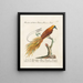 Ornithology painting methodically digested Pl063 - Saverio Manetti — framed artwork on a wall