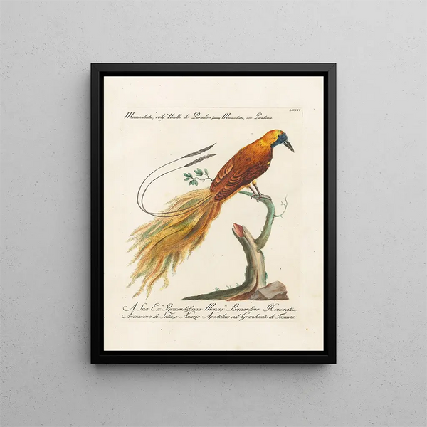 Ornithology painting methodically digested Pl063 - Saverio Manetti — framed artwork on a wall