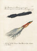 Ornithology Painting methodically digested Pl064 - Saverio Manetti — artwork view