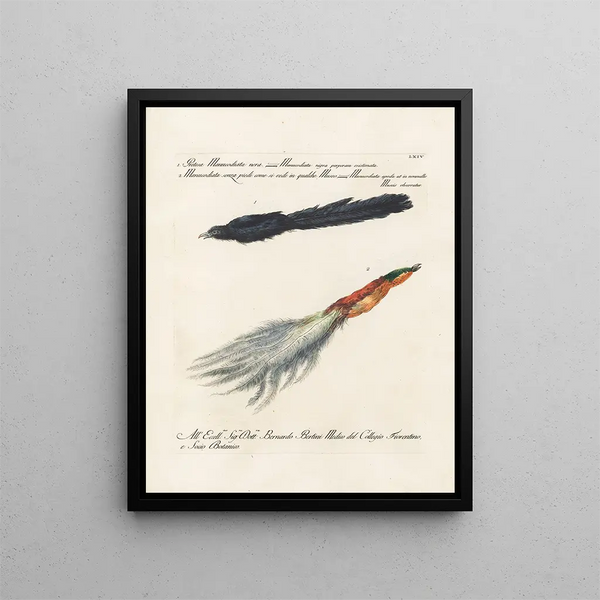 Ornithology Painting methodically digested Pl064 - Saverio Manetti — framed artwork on a wall