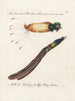 Ornithology Painting methodically digested Pl065 - Saverio Manetti — artwork view
