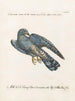 Ornithology Painting methodically digested Pl067 - Saverio Manetti — artwork view