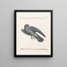 Ornithology Painting methodically digested Pl067 - Saverio Manetti — framed artwork on a wall
