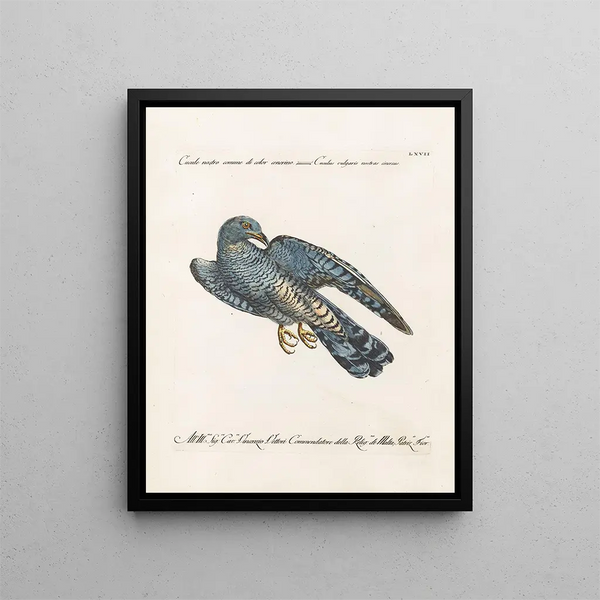 Ornithology Painting methodically digested Pl067 - Saverio Manetti — framed artwork on a wall