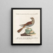 Ornithology Painting methodically digested Pl068 - Saverio Manetti — framed artwork on a wall