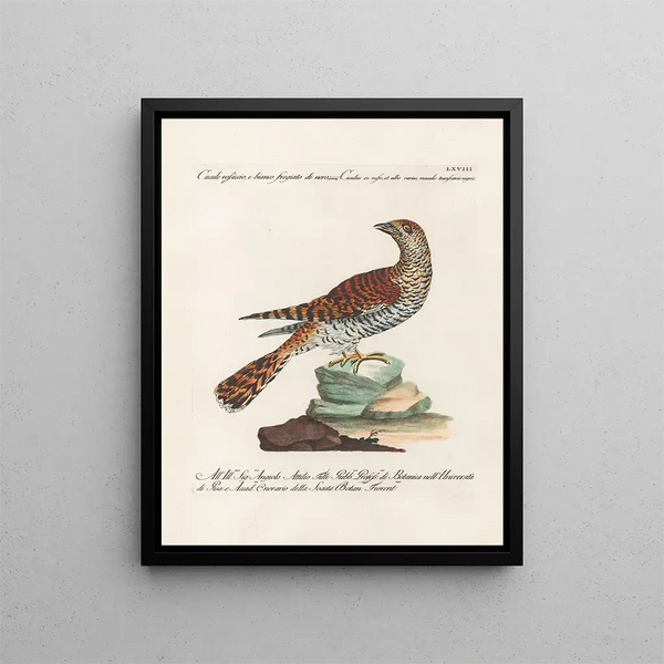 Ornithology Painting methodically digested Pl068 - Saverio Manetti — framed artwork on a wall