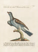 Ornithology Painting methodically arranged Pl069 - Saverio Manetti — artwork view