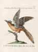Ornithology methodically digested Pl070 - Saverio Manetti — artwork view