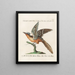Ornithology methodically digested Pl070 - Saverio Manetti — framed artwork on a wall