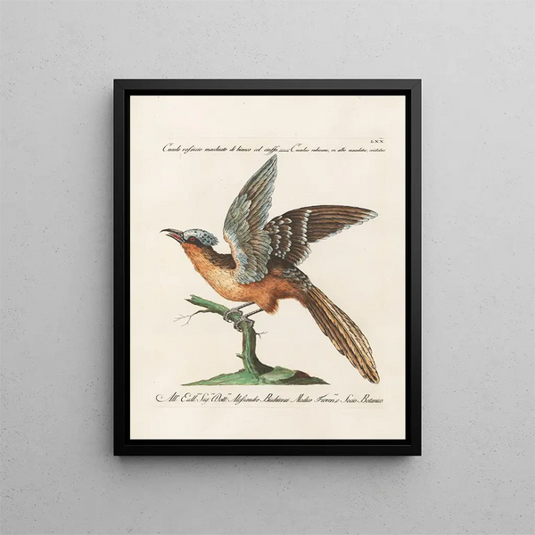 Ornithology methodically digested Pl070 - Saverio Manetti — framed artwork on a wall