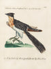 Ornithology meticulously digested Pl071 - Saverio Manetti — artwork view