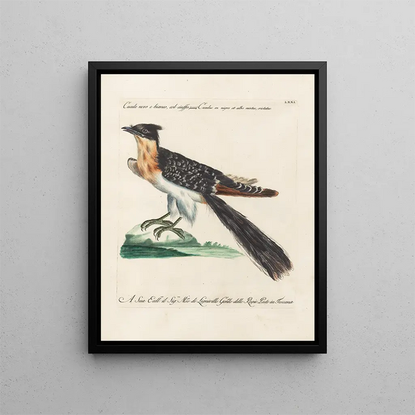 Ornithology meticulously digested Pl071 - Saverio Manetti — framed artwork on a wall