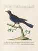 Ornithology Painting methodically digested Pl072 - Saverio Manetti — artwork view