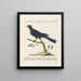 Ornithology Painting methodically digested Pl072 - Saverio Manetti — framed artwork on a wall