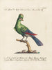 Ornithology Painting Methodically Digested Pl073 - Saverio Manetti — artwork view