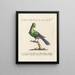 Ornithology Painting Methodically Digested Pl073 - Saverio Manetti — framed artwork on a wall