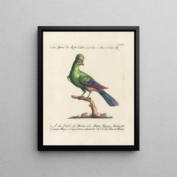 Ornithology Painting Methodically Digested Pl073 - Saverio Manetti — framed artwork on a wall
