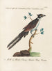 Ornithology Painting methodically digested Pl074 - Saverio Manetti — artwork view