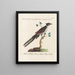 Ornithology Painting methodically digested Pl074 - Saverio Manetti — framed artwork on a wall