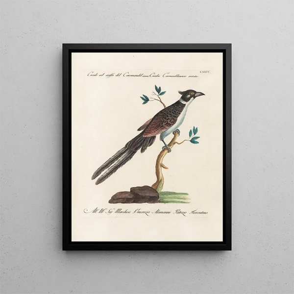 Ornithology Painting methodically digested Pl074 - Saverio Manetti — framed artwork on a wall