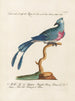 Ornithology painting methodically digested Pl075 - Saverio Manetti — artwork view