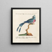 Ornithology painting methodically digested Pl075 - Saverio Manetti — framed artwork on a wall