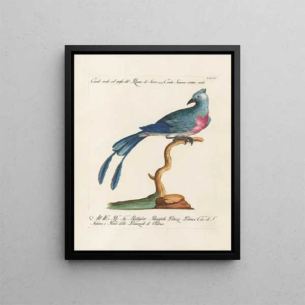 Ornithology painting methodically digested Pl075 - Saverio Manetti — framed artwork on a wall