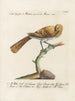 Ornithology methodically digested Pl076 - Saverio Manetti — artwork view