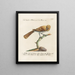 Ornithology methodically digested Pl076 - Saverio Manetti — framed artwork on a wall