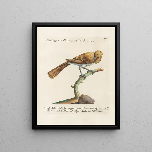 Ornithology methodically digested Pl076 - Saverio Manetti — framed artwork on a wall