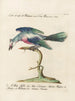 Ornithology Painting methodically digested Pl077 - Saverio Manetti — artwork view