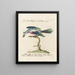 Ornithology Painting methodically digested Pl077 - Saverio Manetti — framed artwork on a wall