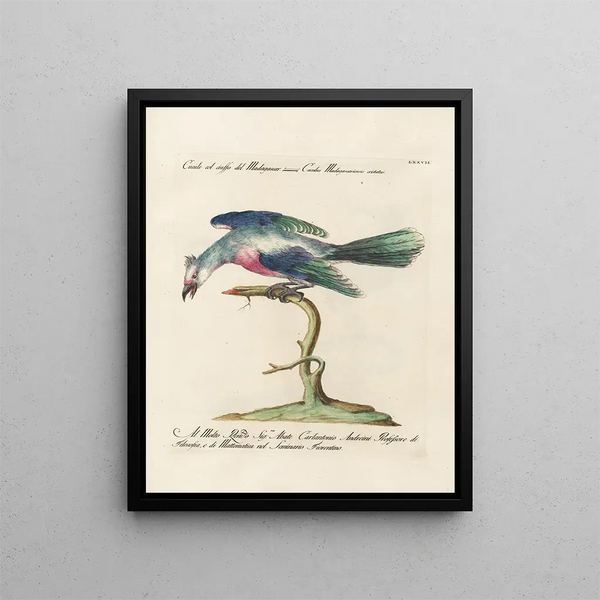Ornithology Painting methodically digested Pl077 - Saverio Manetti — framed artwork on a wall
