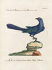 Ornithology Painting methodically digested Pl078 - Saverio Manetti — artwork view