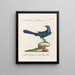 Ornithology Painting methodically digested Pl078 - Saverio Manetti — framed artwork on a wall