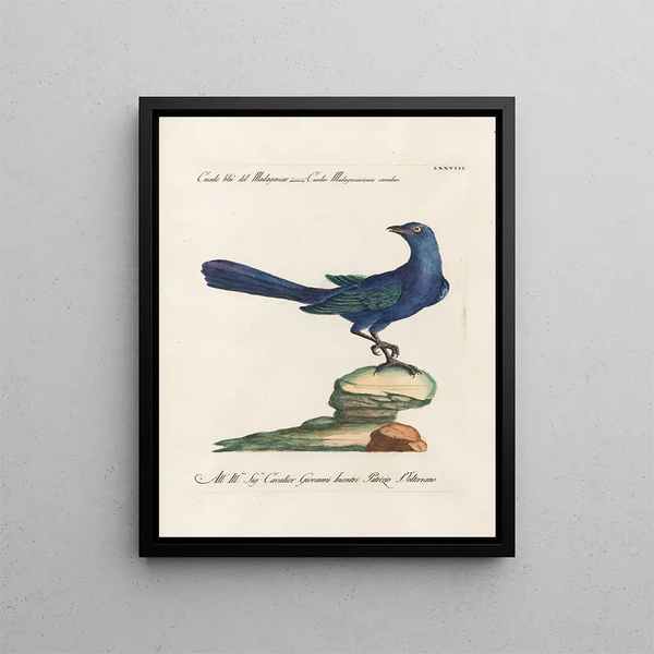 Ornithology Painting methodically digested Pl078 - Saverio Manetti — framed artwork on a wall
