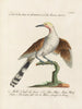 Ornithology methodically digested Pl079 - Saverio Manetti — artwork view