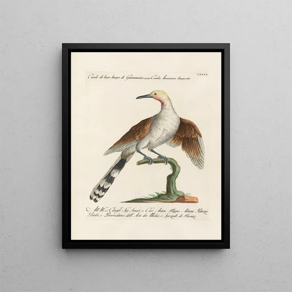 Ornithology methodically digested Pl079 - Saverio Manetti — framed artwork on a wall