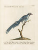 Ornithology meticulously digested Pl080 - Saverio Manetti — artwork view