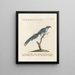 Ornithology meticulously digested Pl080 - Saverio Manetti — framed artwork on a wall