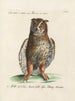 Ornithology Painting methodically digested Pl082 - Saverio Manetti — artwork view