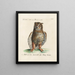 Ornithology Painting methodically digested Pl082 - Saverio Manetti — framed artwork on a wall