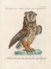 Ornithology Painting methodically digested Pl083 - Saverio Manetti — artwork view