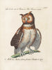 Ornithology Painting methodically digested Pl084 - Saverio Manetti — artwork view