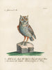 Ornithology Painting methodically digested Pl085 - Saverio Manetti — artwork view